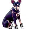 Photo of Collars, Harness, & Leads