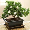 Photo of Bonsai Gallery
