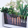 Photo of Botany