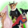 Photo of Pet Costumes