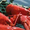 Photo of Seafood