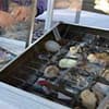 Photo of Rocks & Mineral Display Cases