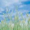 Photo of Farm Seed