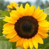 Photo of Flowers