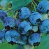 Photo of Fruits