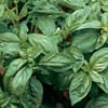 Photo of Herbs