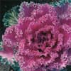 Photo of Kale