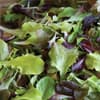 Photo of Lettuce