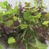 Photo of Micro Greens Mixes