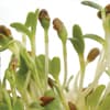 Photo of Sprouts