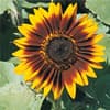 Photo of Sunflowers