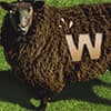Photo of Wool