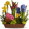 Photo of Spring Flowers