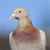 Photo of Bird Supplies