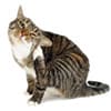 Photo of Cat's Flea & Tick Control