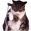 Photo of Cat's Wound Repair