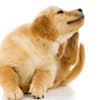 Photo of Dog's Flea & Tick Control