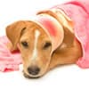 Photo of Dog's Wound Repair