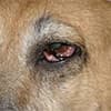 Photo of Eye & Ear