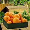 Photo of Fruit Gifts