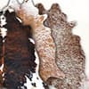 Photo of One of a Kind Cowhide Collection