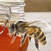 Photo of Beekeeping