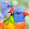 Photo of Wild Bird Supplies