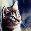 Photo of Cat Supplies