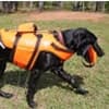 Photo of Dog Supplies