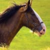Photo of Equine