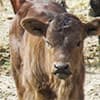 Photo of Cattle