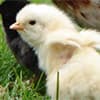 Photo of Chicken & Poultry Supplies