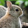 Photo of Rabbits