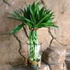 Photo of Plants
