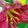 Photo of Daylilies