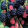 Photo of Fruit Plants