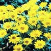 Photo of Gaillardias