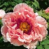 Photo of Tree Peonies