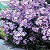 Photo of Phlox