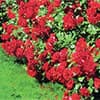 Photo of Plants, Bushes & Shrubs