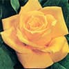 Photo of Roses