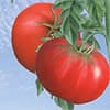 Photo of Tomatoes