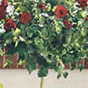 Photo of Tree Roses