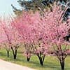 Photo of Shade & Ornamental Trees