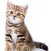 Photo of Cat Probiotics & Nutrition