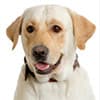 Photo of Dog Products