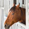 Photo of Horse Products