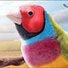 Photo of Birds