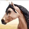 Photo of Horses