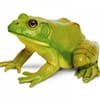Photo of Incredible Creatures